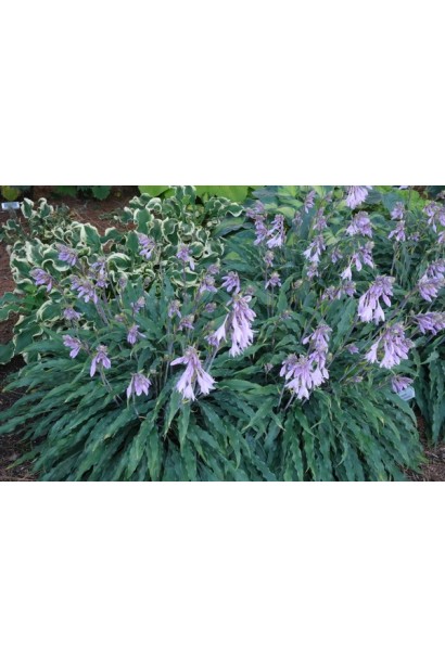 Хоста Сіллі Стрінг відношення до світла